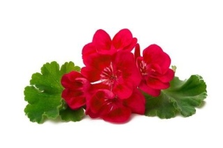 Olejek Eteryczny Geraniowy, z Pelargonii, Now Foods, 30ml