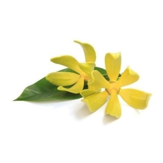 Olejek Eteryczny Ylang Ylang I, Ancient Wisdom, 50ml