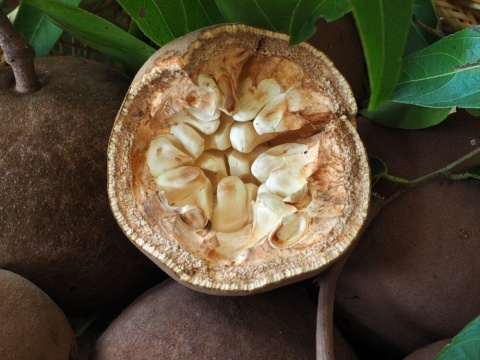 Olej Czaulmugrowy (Chaulmoogra), Nierafinowany, 20 ml