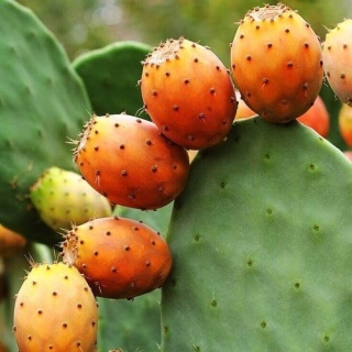 Olej z Pestek Opuncji Figowej (Prickly pear seed oil), Esent, 20ml